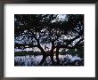 Oak Tree Silhouette At Sunset, Texas, Usa by Rolf Nussbaumer Limited Edition Print