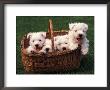 Domestic Dogs, Four West Highland Terrier / Westie Puppies In A Basket by Adriano Bacchella Limited Edition Print