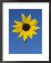 Sunflower, In Bloom, Welder Wildlife Refuge, Rockport, Texas, Usa by Rolf Nussbaumer Limited Edition Print