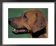 Rhodesian Ridgeback Profile by Adriano Bacchella Limited Edition Pricing Art Print