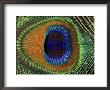 Close-Up Of The Eye Of A Peacock Feather, (Pavo Cristatus) by Ashok Jain Limited Edition Print