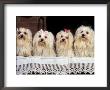 Domestic Dogs, Four Maltese Dogs Sitting In A Row, All With Bows In Their Hair by Adriano Bacchella Limited Edition Print