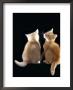 Domestic Cat, Two 9-Week Kittens, One Cream One Ginger by Jane Burton Limited Edition Print