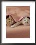 Domestic Cat, Ginger And Cream Kittens Under A Pink Blanket, Bedroom by Jane Burton Limited Edition Print