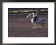 Cowgirl Rides Horse In Barrel Race Rodeo Competition, Big Timber, Montana, Usa by John & Lisa Merrill Limited Edition Print