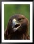 Close Portrait Of A Golden Eagle, Alaska by Ralph Lee Hopkins Limited Edition Pricing Art Print