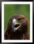 Close Portrait Of A Golden Eagle, Alaska by Ralph Lee Hopkins Limited Edition Pricing Art Print
