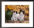 Domestic Cat, Tortoiseshell-And-White Mother With Her Black-And-White Kitten by Jane Burton Limited Edition Print