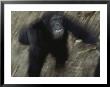 An Angry Adult Male Chimpanzee (Pan Troglodytes) by Michael Nichols Limited Edition Print