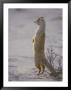 A Yellow Mongoose Stands On Its Hind Legs To Survey The Surrounding Area by Nicole Duplaix Limited Edition Print