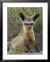 Bat-Eared Fox (Otocyon Megalotis) Sitting At Entrance To Den, Serengeti National Park, Tanzania by James Hager Limited Edition Print