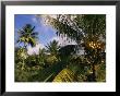 Coconut Production, Martinique, West Indies, Caribbean, Central America by Ken Gillham Limited Edition Print
