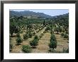 Olive Trees, Near Spili, Island Of Crete, Greece, Mediterranean by Marco Simoni Limited Edition Print