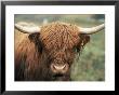 Highland Cow, Near Elgol, Isle Of Skye, Highland Region, Scotland, United Kingdom by Neale Clarke Limited Edition Print
