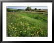 South Downs Way Near East Dean, East Sussex, England, United Kingdom by Kathy Collins Limited Edition Print