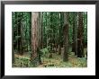 Redwood Trees Beside Hwy 101, Humboldt Redwoods State Park, Usa by John Elk Iii Limited Edition Print