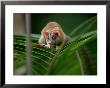 Opossum, Tropical Andes, Colombia by Patricio Robles Gil Limited Edition Print