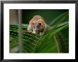 Opossum, Tropical Andes, Colombia by Patricio Robles Gil Limited Edition Print