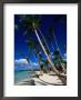 Palm Tree Lined Beach, La Romana, La Romana, Dominican Republic by Greg Johnston Limited Edition Print