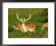 Fallow Deer, Buck In Velvet, Uk by David Tipling Limited Edition Pricing Art Print