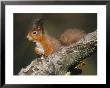 Red Squirrel In Winter Coat by Keith Ringland Limited Edition Pricing Art Print