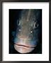 Nassau Grouper Fish by Wolcott Henry Limited Edition Print
