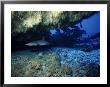 Whitetip Reef Sharks, In Cave, Polynesia by Gerard Soury Limited Edition Print
