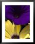 Purple Petunia And Yellow Osteospermum Sitting Side By Side, Groton, Connecticut by Todd Gipstein Limited Edition Print