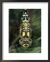 Southern Hawker Dragonfly Head Close-Up, Germany by Hans Christoph Kappel Limited Edition Print