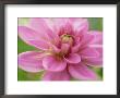 Dahlia X Bluesette (Park Dahlia), Close-Up Of Pink Flower by Michael Davis Limited Edition Print