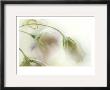 Study Of Wilting White Flowers by Mia Friedrich Limited Edition Pricing Art Print