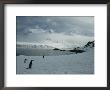 A Trio Of Chin Strap Penguins Amble About Antarcticas Icy Landscape by Tom Murphy Limited Edition Print