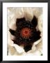 Papaver Orientalis, Perrys White (Oriental Poppy), White Flower With Maroon Purple Centres by Mark Bolton Limited Edition Print