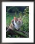 Domestic Cat Watching For Birds, Europe, Looking Up by Reinhard Limited Edition Print