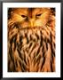 Owl (Order Strigiformes), Usa by John Hay Limited Edition Print