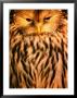 Owl (Order Strigiformes), Usa by John Hay Limited Edition Print