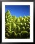 Close Up Of Romanesco by Peter Sapper Limited Edition Pricing Art Print