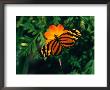 A Yellow And Orange Danalid Butterfly On A Similarly Coloured Flower, Costa Rica by Mark Newman Limited Edition Pricing Art Print