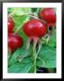 Rosa Scabrosa In Fruit by Mark Bolton Limited Edition Print