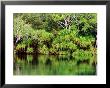 Mardugal Billabong, Kakadu National Park, Northern Territory, Australia by John Banagan Limited Edition Print