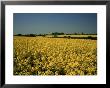 Oil Seed Rape Fields, Essex, England, United Kingdom by Fraser Hall Limited Edition Print