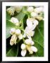 Orange Blossom (Close-Up Of Cream Buds) by Carole Drake Limited Edition Print