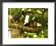 Fiery-Billed Aracari, Two Aracaris On Branch Of Tree, Costa Rica by Roy Toft Limited Edition Print