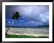 Horizontal Palm, Viti Levu Bay, Nanukoloa by Walter Bibikow Limited Edition Print