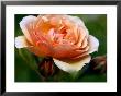 Rosa Sweet Juliet (Shrub Rose), Close-Up Of Orange Flower With Buds by Susie Mccaffrey Limited Edition Print