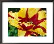 Parrot Tulip by Georgia Glynn-Smith Limited Edition Pricing Art Print