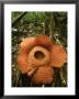 Rafflesia, Gunung Gading National Park, Borneo by David Cayless Limited Edition Print