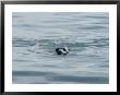 A Harbor Seal, Phoca Vitulina, Swims With Its Head Above Water by Bill Curtsinger Limited Edition Print