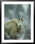 Portrait Of A Male Rocky Mountain Goat by Michael S. Quinton Limited Edition Pricing Art Print