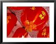 Chinese Lanterns For Sale In Chinatown, Singapore by Glenn Beanland Limited Edition Print